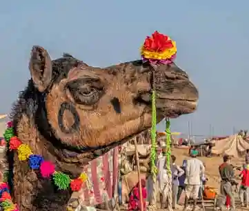 Pushkar Fair Special Tour Package